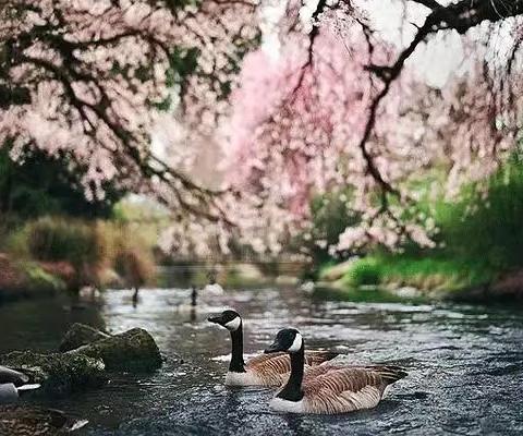 🌅行走的经典读书会·2026春季经典诵读（第五期）