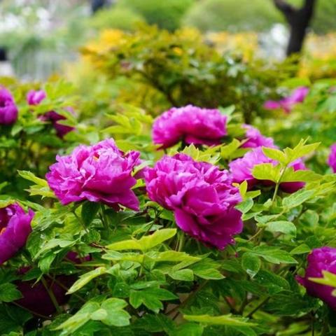 🌅行走的经典读书会 🌿谷雨节气活动 行走太阳宫公园赏牡丹