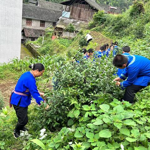 传承少数民族炒油茶特色——三锹学校开展清廉劳动实践教育活动