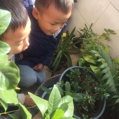 辰阳街道公办幼儿园中一班《观察植物》