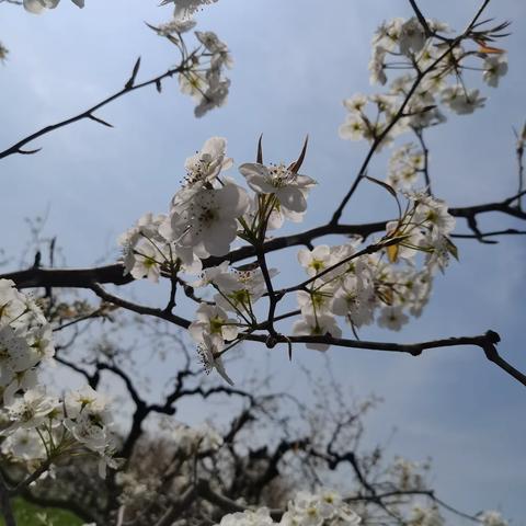 “梨花十里，满目芳菲”一年级春季实践活动——2303小金鱼中队 一起去拥抱美