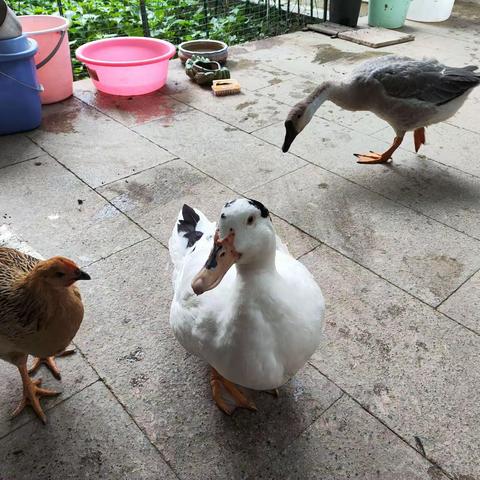 我的鸡鸭鹅