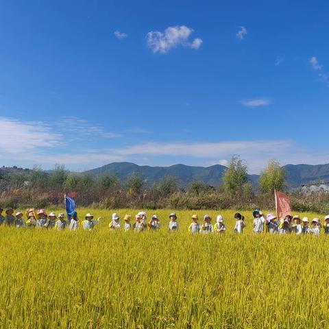 🍂稻田拾秋🍂——幼儿园里的丰收节