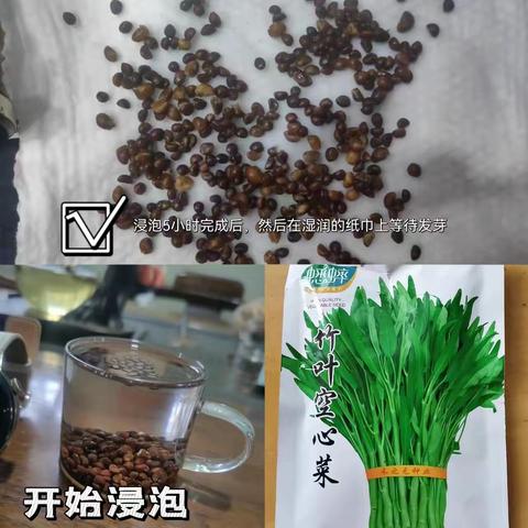 阳台菜园实验室-----空心菜种植记