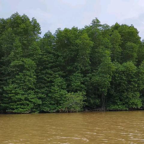 红树林探寻长鼻猴 ﻿邂逅萤火虫