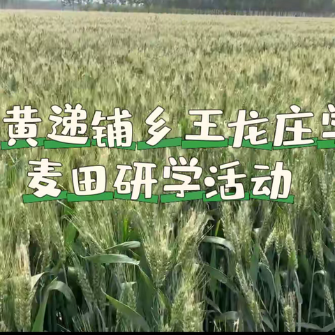 走进麦田 亲近自然——黄递铺乡王龙庄学校麦田研学活动纪实