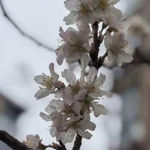 春暖花开🌸	万物复苏🌱幸福博学幼儿园一小园区大大班第二周