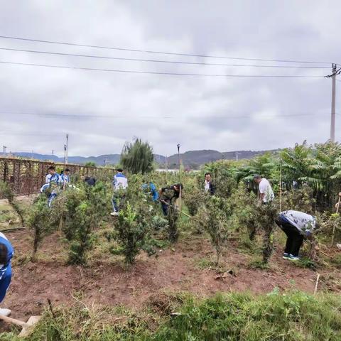 绿水青山 自有耕读传承 ——记教育体育局到江川二中义务植树活动