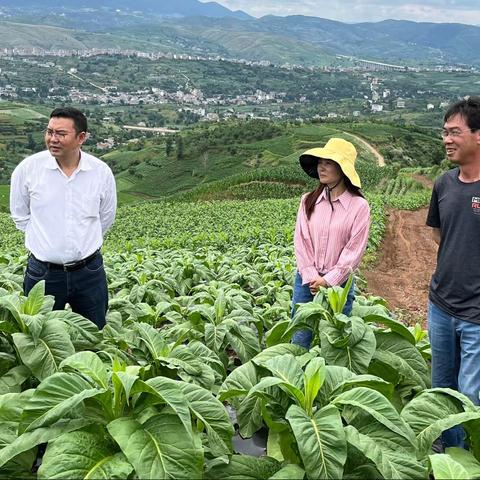 市局（公司）检查指导昭阳区烤烟生产暨“156”示范工程建设工作