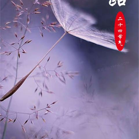 寒露菊盛开  深秋天渐寒