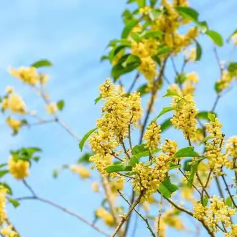 二十四节气里的曼妙风景——学习描写景物       光山六中初中部八年级语文教研课