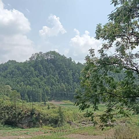 生物调查报告  2309班  罗雨馨