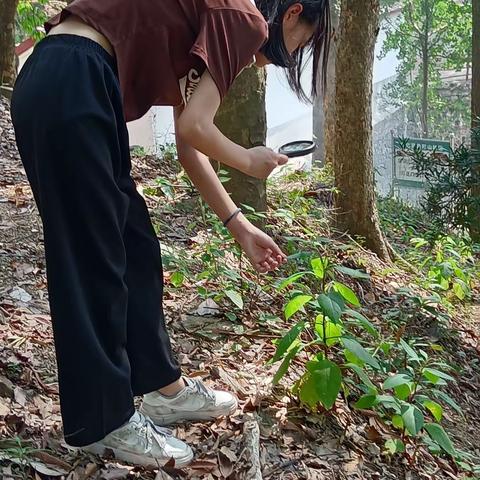 东坪中学生物调查2315班周思馨