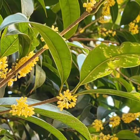 秋意浓，桂花趣——大二班第十周精彩瞬间