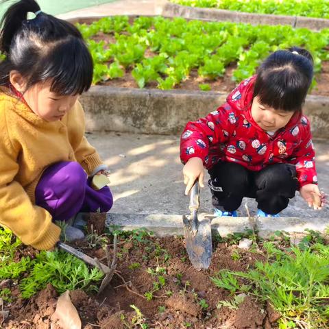 小一班一周精彩回顾｜呀，土豆！奇妙成长之旅