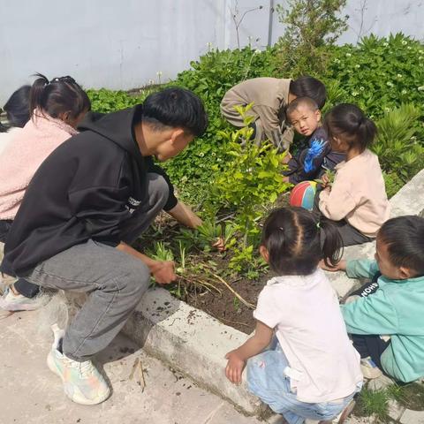 妥洛村决咱幼儿园劳动教育之种植蔬菜