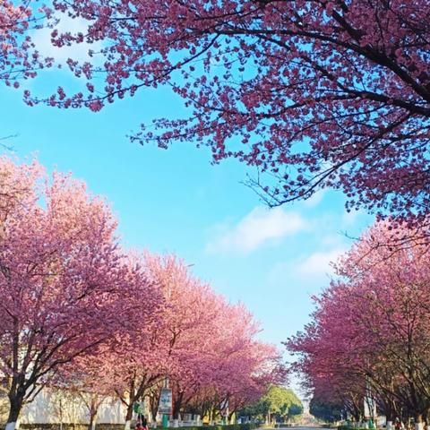 安宁市八街街道金蓓蕾幼儿园 冬日限定—冬樱花🌸