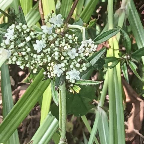 2303班   魏岚  生物调查表