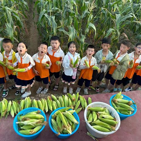 【代际学习】不期而“玉”，“米”足珍贵 ———熟溪小学星辰中队玉米采摘活动