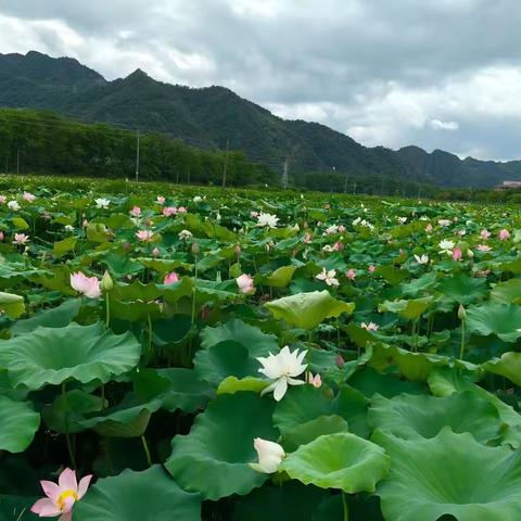 “星”心相“莲”，实践促成长—————熟溪小学星辰中队暑期实践活动