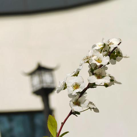 上溪镇商会植树节活动