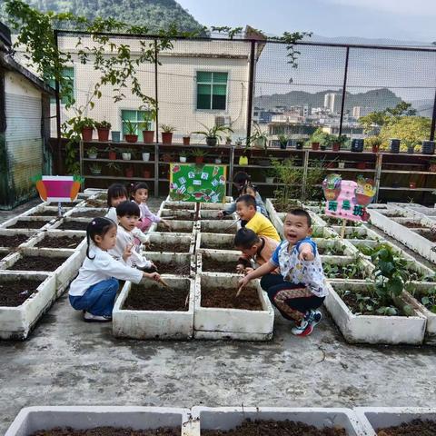 幼儿园大一班劳动实践活动