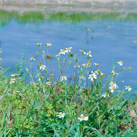 趣味野炊行 共赴春日之约 ——蒙自市小东山小学六年级野炊劳动实践活动