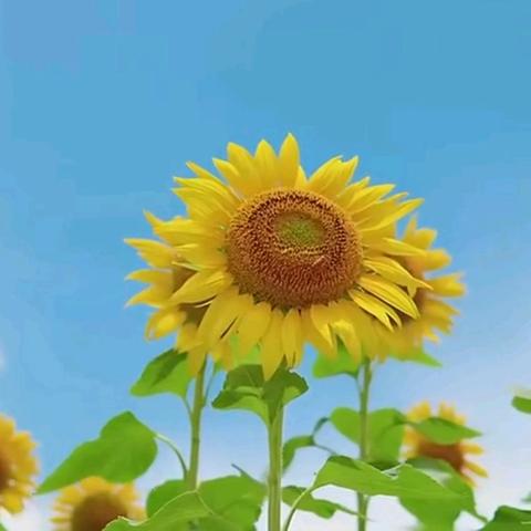 束脩之礼    谢师恩         ——西雅中学2213班生地告别礼