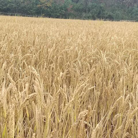 田间拾趣  秋收之旅——燕湖初级中学秋季劳动实践活动