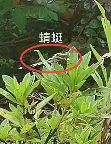 月形山生物调查报告——2309班 韩陈蕴