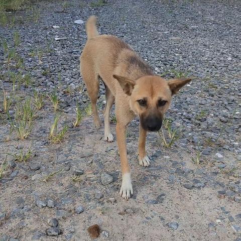 2303班       梁鹏睿           生物观察