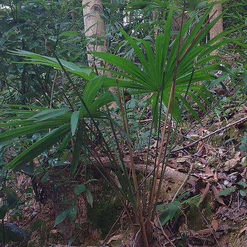 东坪中学2307班龚小嫘，月形山生物研究报告