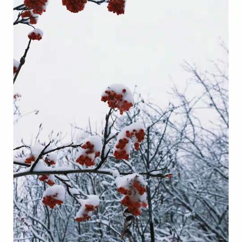 “活力满满  欣欣向‘龙’”——第九师白杨职业技术学校开展寒假系列活动