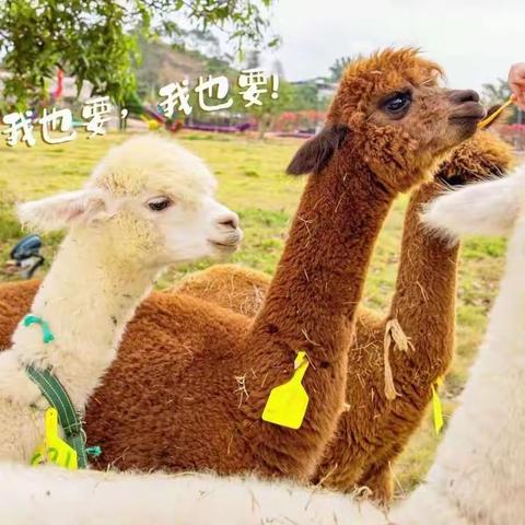 门票免费送！酒泉网红紫藤花花海萌宠动物园+网红天空之伞升级开放啦！