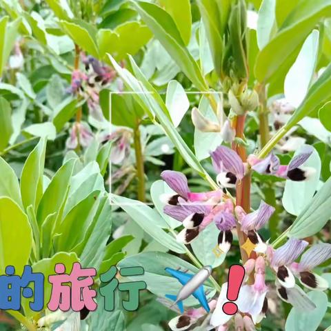 🌸童心是岁月的洗礼🌱