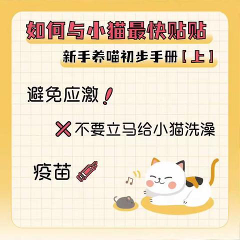 ⏳如何与小猫最快贴贴｜新手养喵初步手册（上）