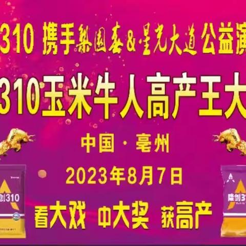 隆创310玉米牛人高产王大奖赛-谯城区站