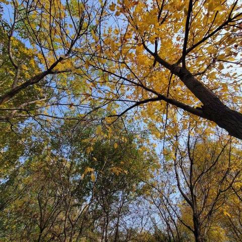 “寻树叶，捡树枝🍂找秋天” ——第五实验幼儿园小一班 “走进秋天”主题活动