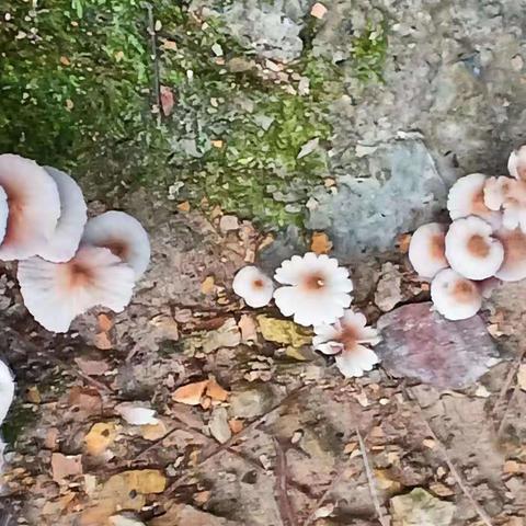 生物调查记录 东坪中学2306班黄杨浩