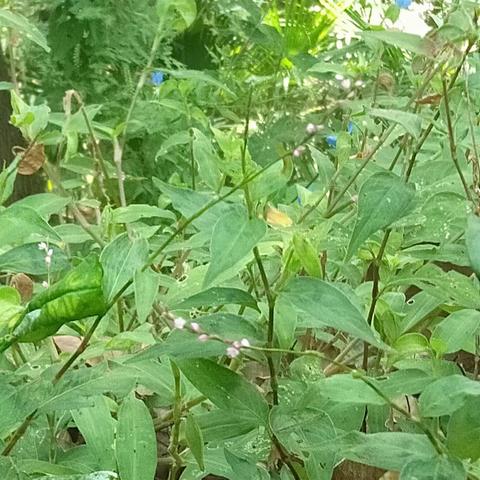 月形山生物调查报告