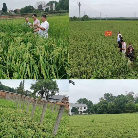 ［大抓基层年］弋阳县农业农村产业发展服务中心开展大禾谷种植技术指导