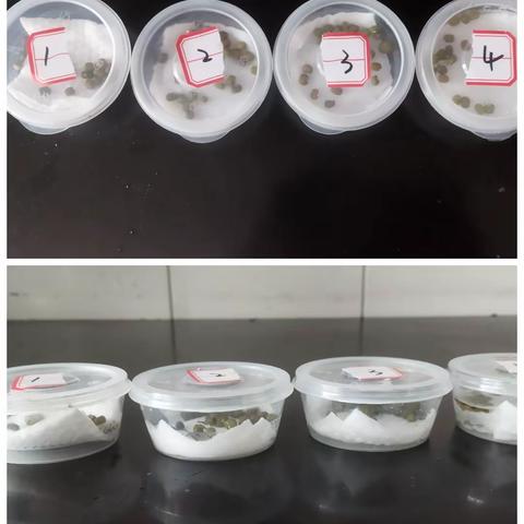 东坪中学2310班陶筱萱种子萌发对照实验