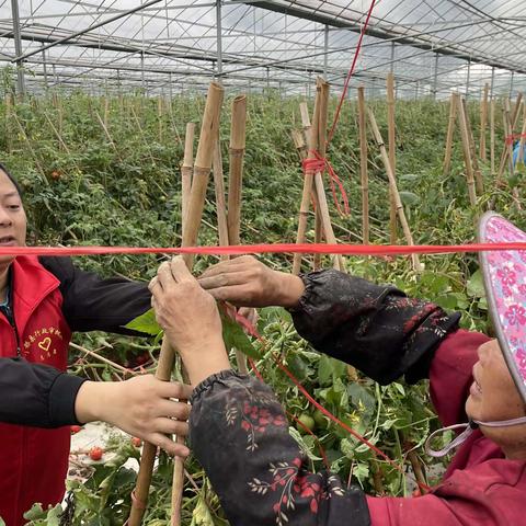 车溪乡坝脑村开展西红柿基地防汛抗灾志愿活动