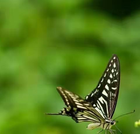 2310班游芷琪    生物调查报告