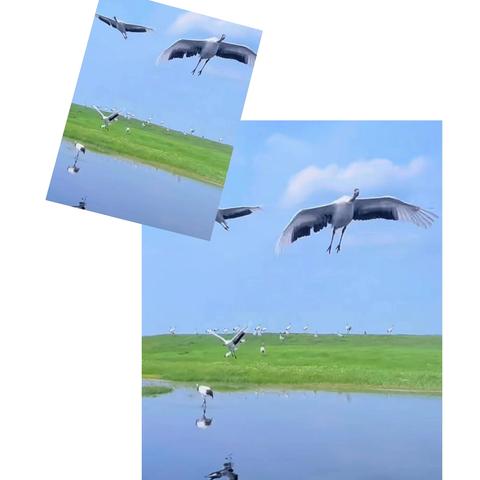 《丹顶鹤的故乡》