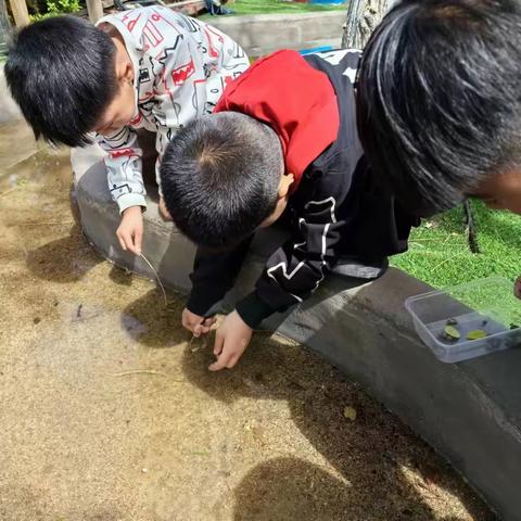 辛中驿镇张庄幼儿园－雨后观察蜗牛🐌记