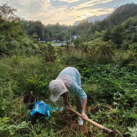 挖花生