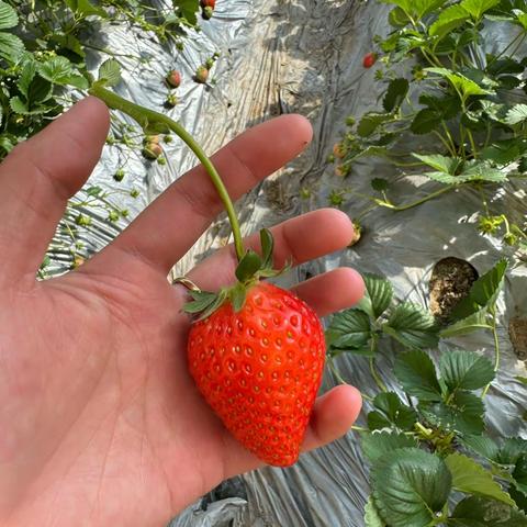 户外研学🍓“莓”好一天