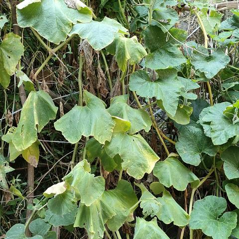 2303班 谌倩茜生物调查表