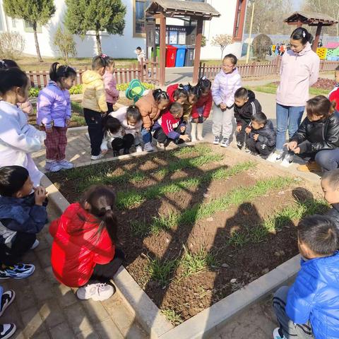 潞州区实验幼儿园大七班《探索小麦》